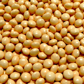 Peach Pearl Mint Chocolate Lentils